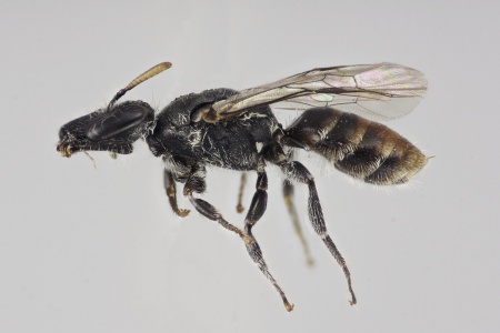 [Patagonicola aenigma female (lateral/side view) thumbnail]